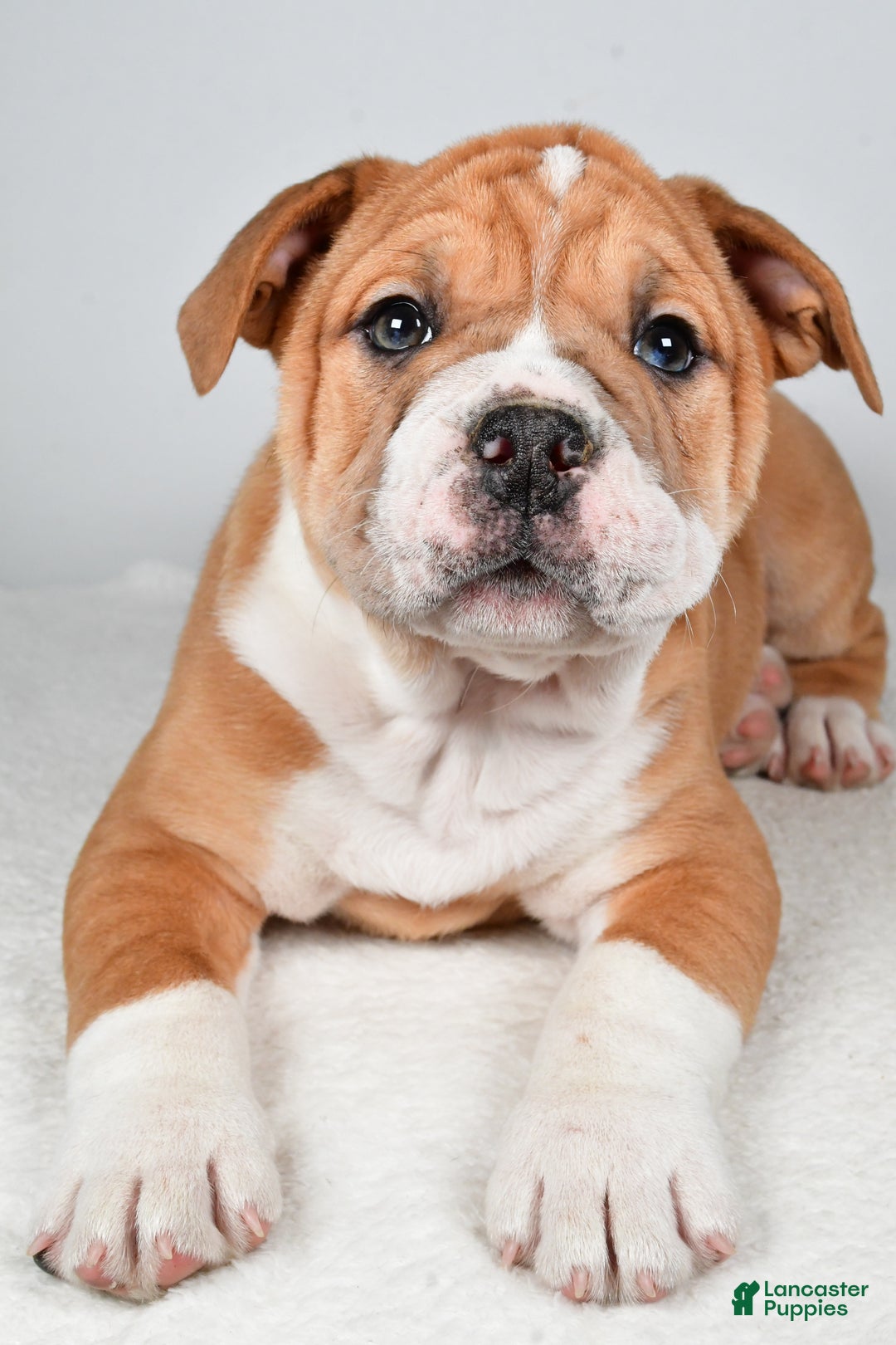 Beabull dogs for sale: Tanner - Ad 9