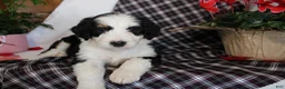 Bernedoodle dogs for sale: Primrose - Ad 6