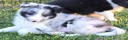 Shetland Sheepdog dogs for sale: Willow - Ad 6
