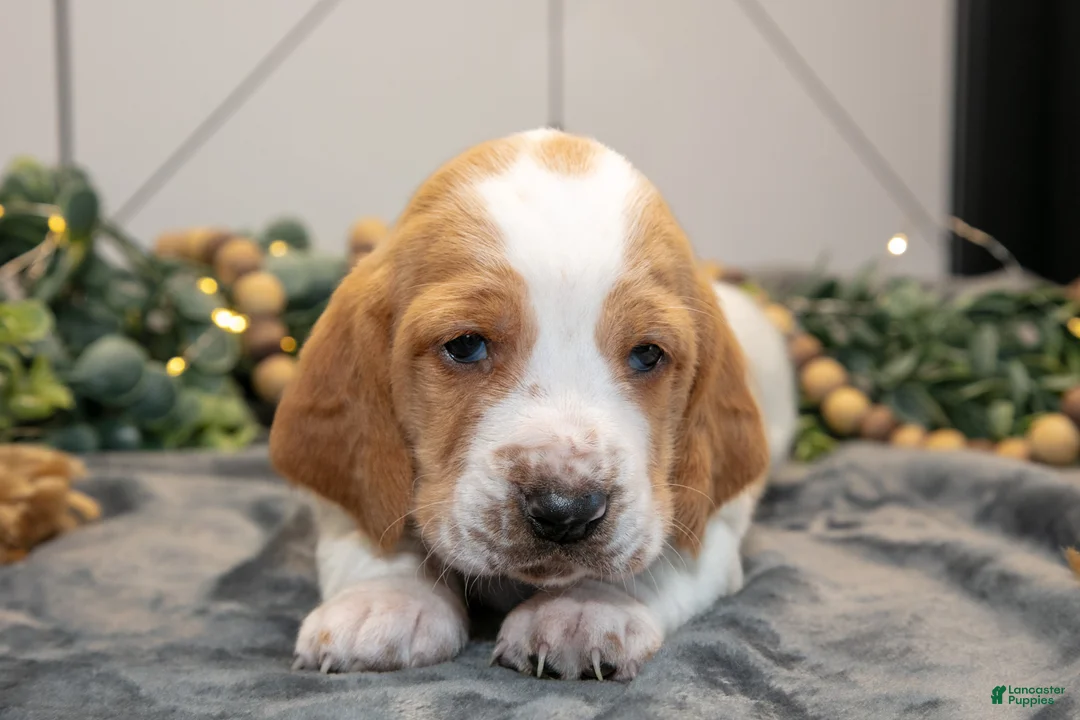 Basset Hound dogs for sale: Gizmo - Ad 2