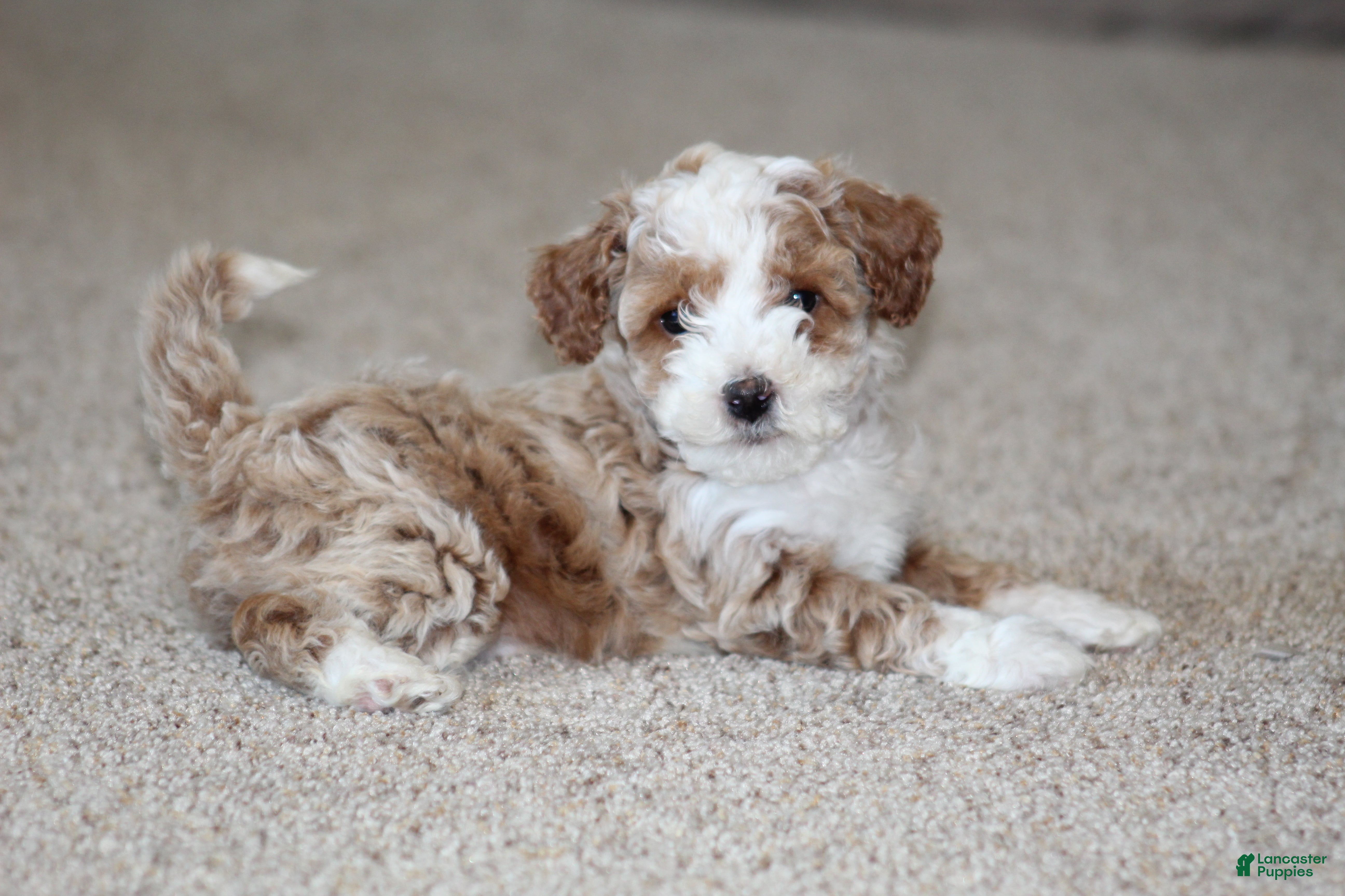 Bichpoo dogs Ryder - Ad 2