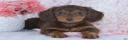 Miniature Dachshund dogs for sale: Florence - Ad 1