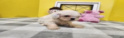 Teddy Bear dogs for sale: Clover - Ad 4