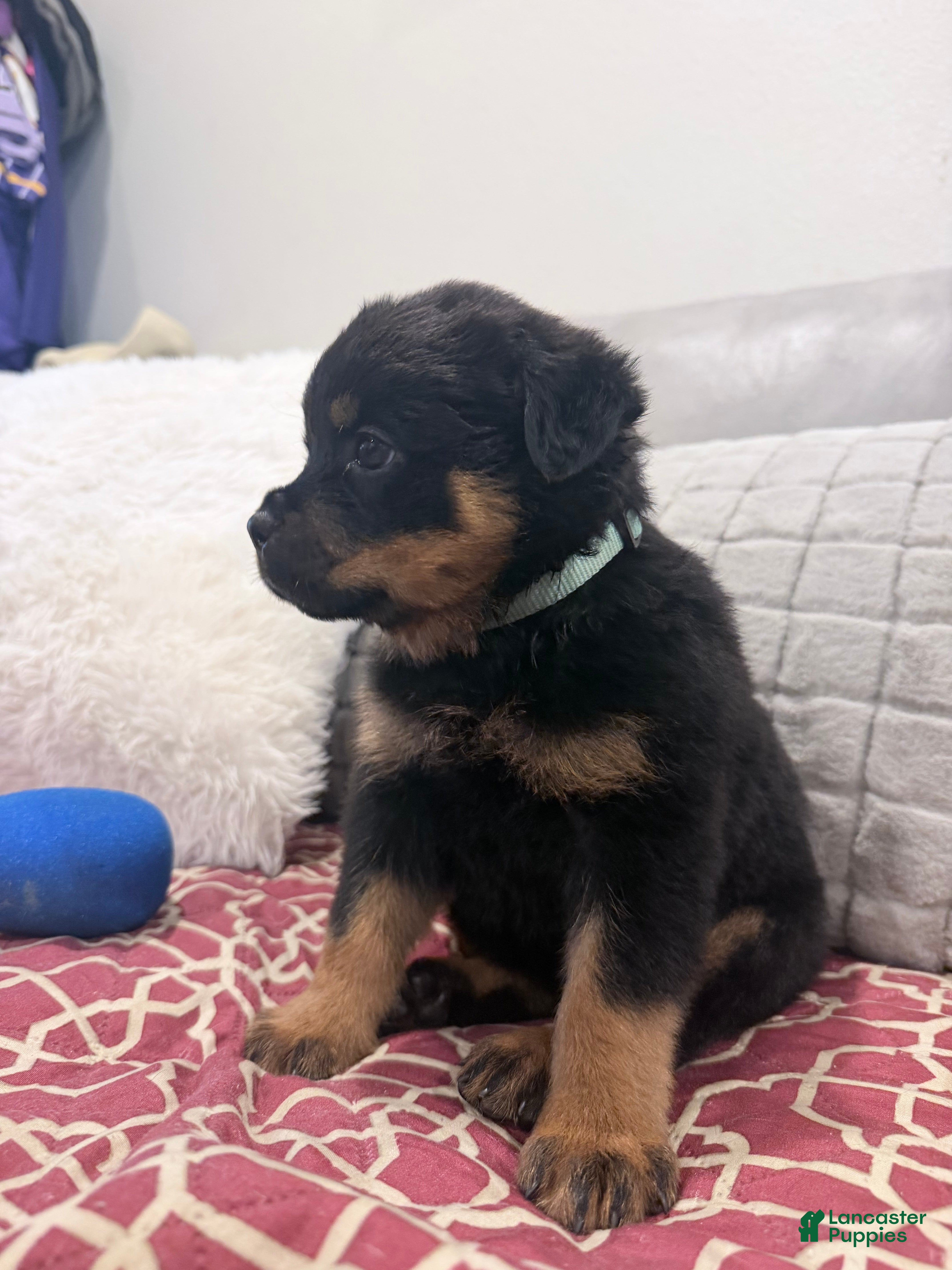 Rottweiler dogs Sky blue female  - Ad 2