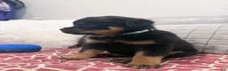 Rottweiler dogs for sale: Sky blue female  - Ad 3