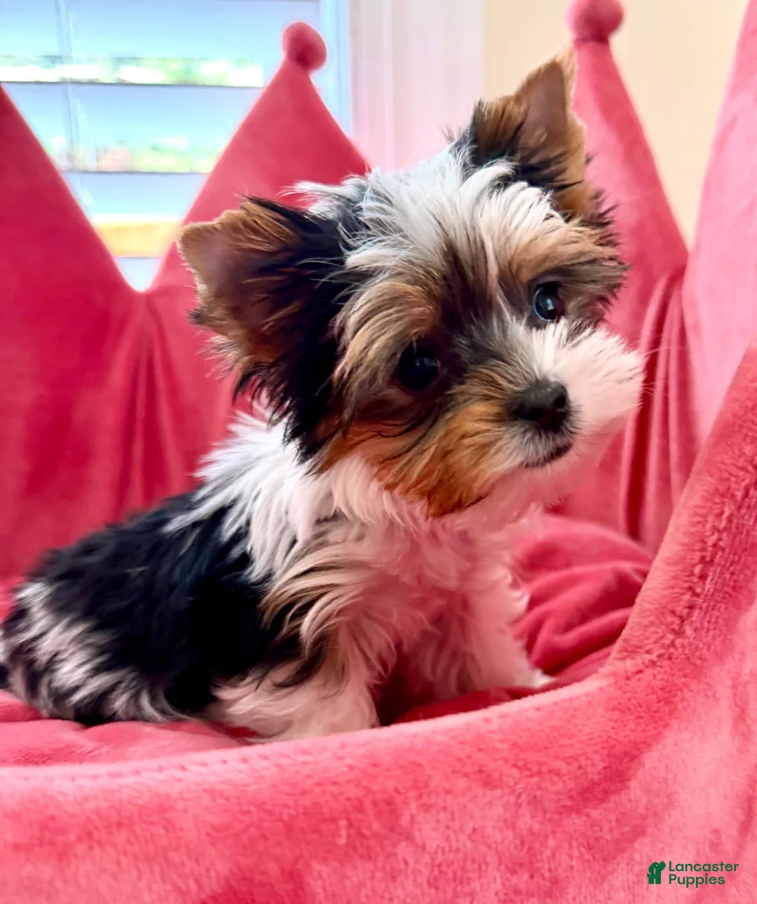 Biewer Terrier dogs for sale: Biewer Terrier 4 - Ad 1