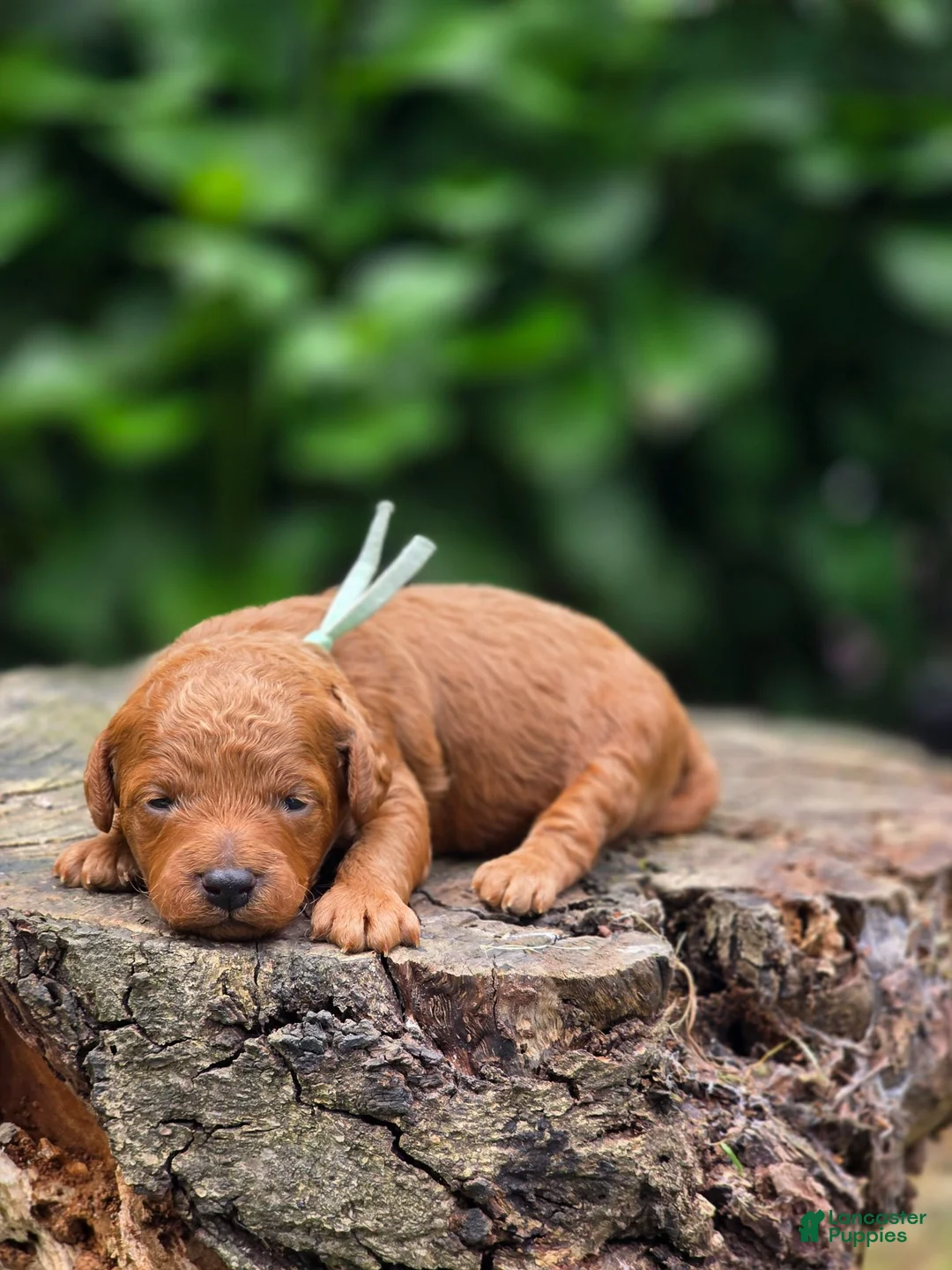 Mini Goldendoodle dogs for sale: Versace - Ad 1