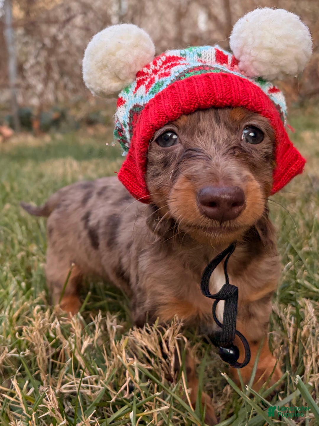 Miniature Dachshund dogs for sale: Nutmeg - Ad 9