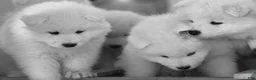 Samoyed dogs for sale: Aspen - Ad 6