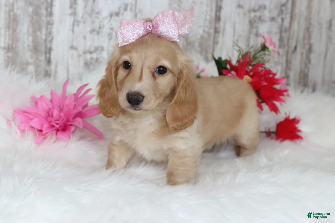 Miniature Dachshund dogs for sale: Bridget  - Ad 1