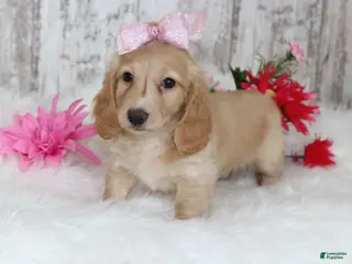 Miniature Dachshund dogs for sale: Bridget - Ad 4