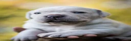 Cane Corso dogs for sale: Midnight Groove’s Never Too Much-Luther  - Ad 6