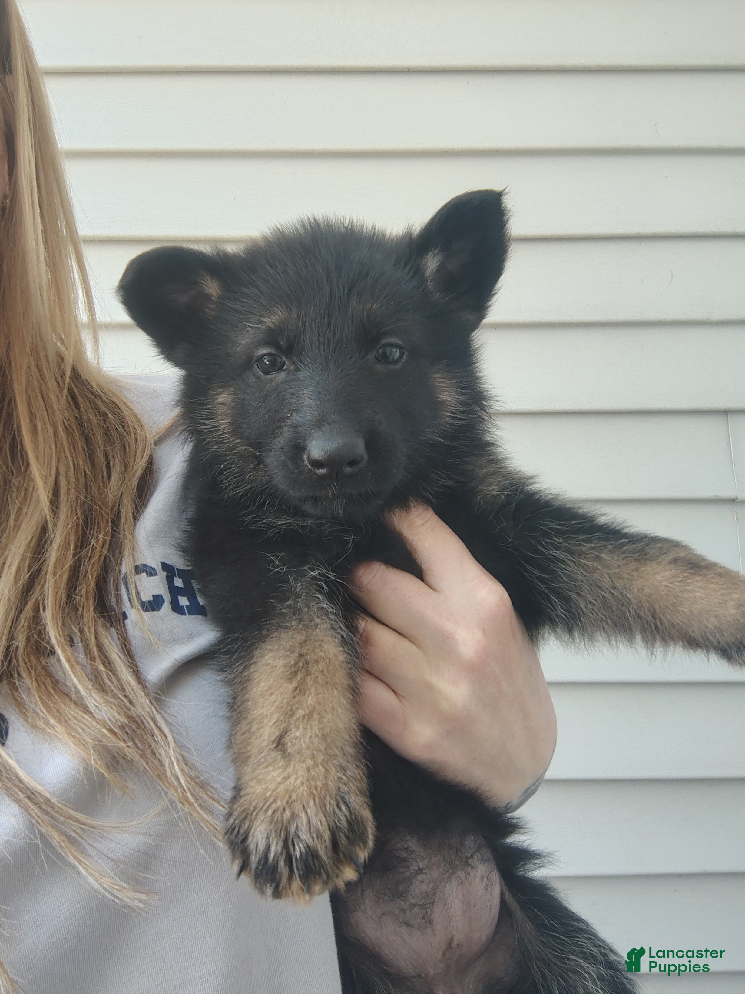 German Shepherd dogs Stella - Ad 39