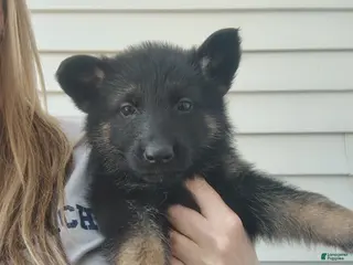 German Shepherd dogs Stella - Ad 39