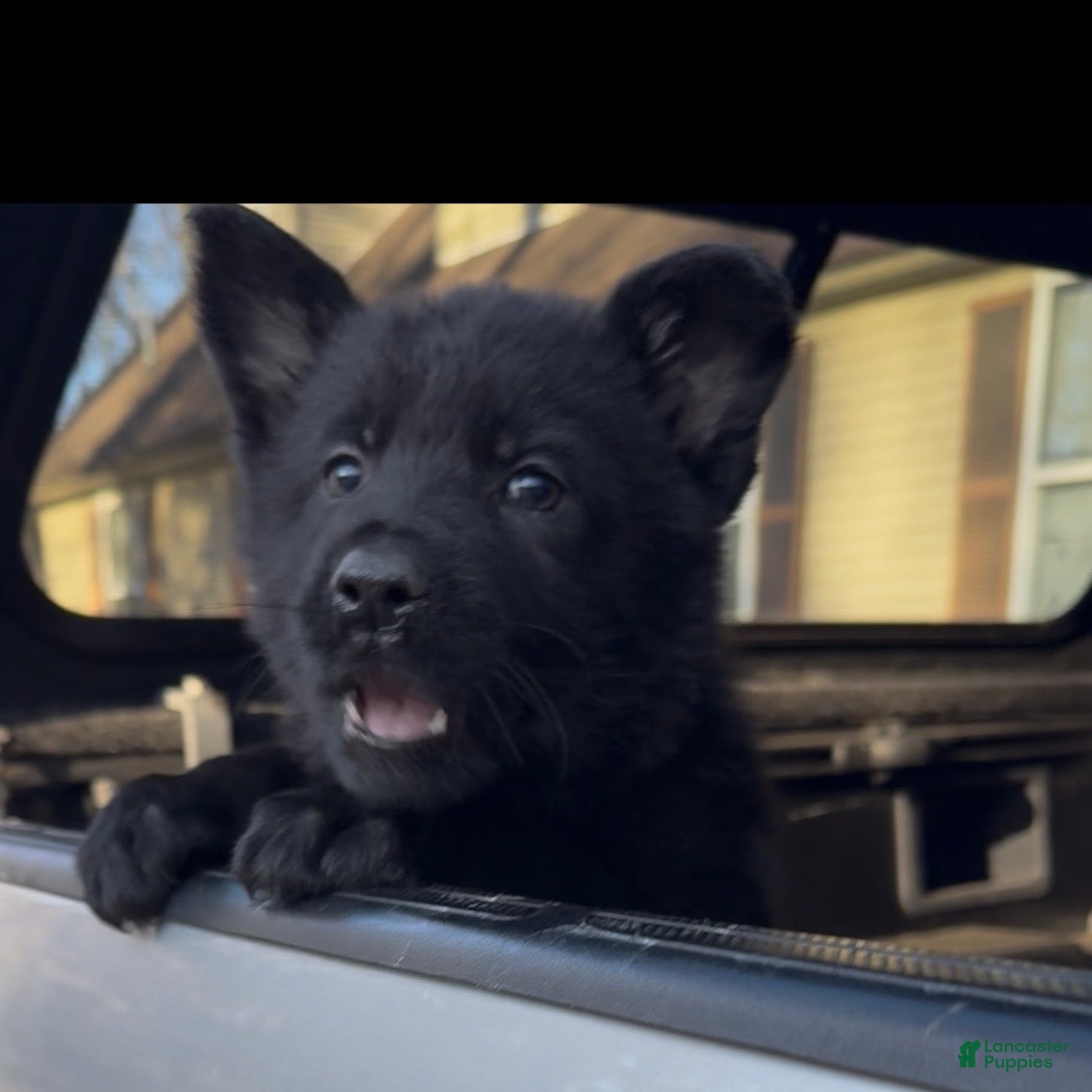 German Shepherd dogs TUECHA - Ad 1