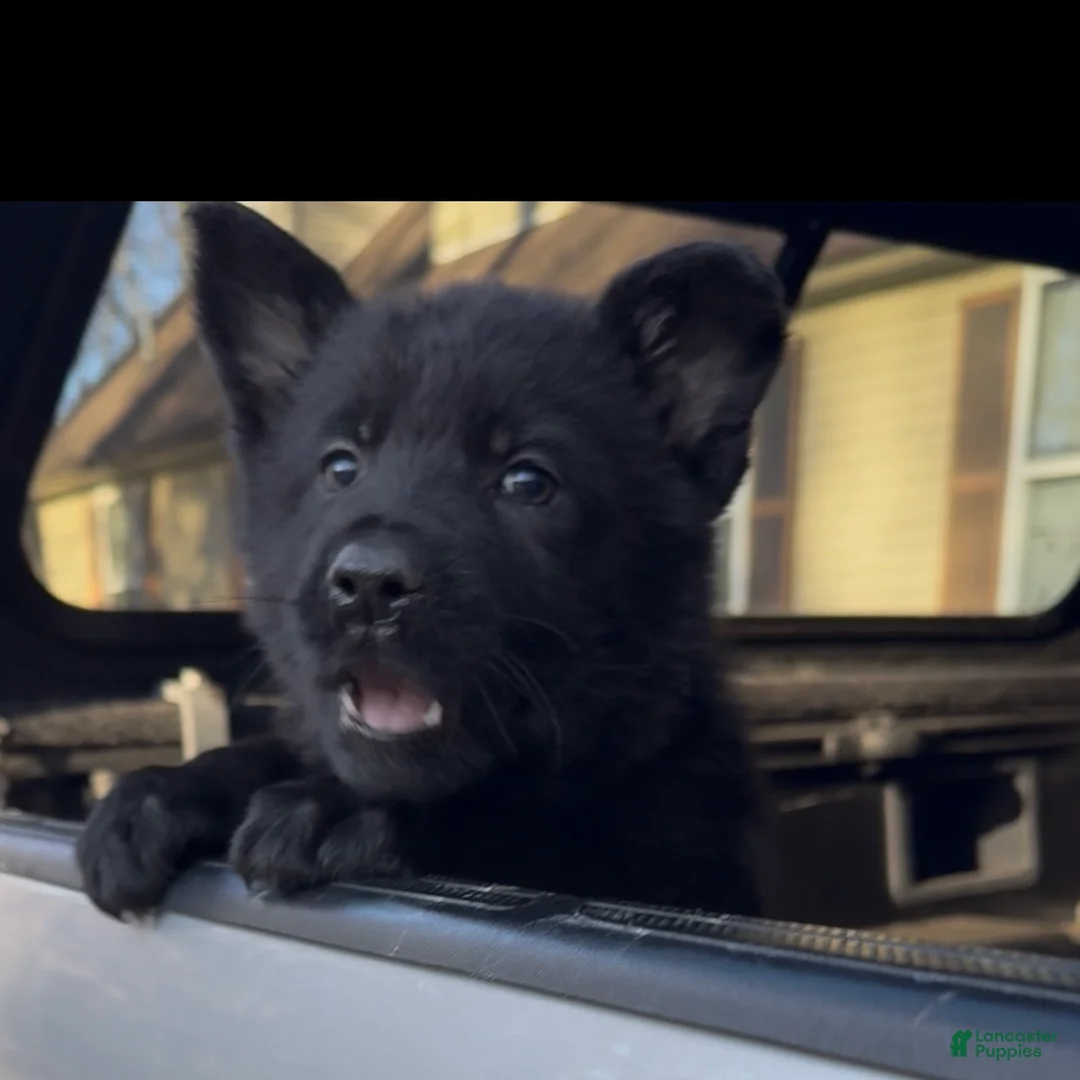 German Shepherd dogs for sale: TUECHA - Ad 1