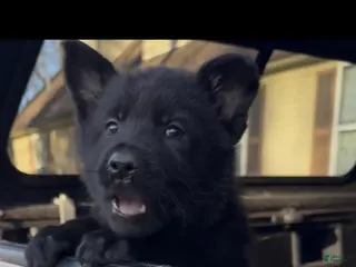 German Shepherd dogs for sale: TUECHA - Ad 3