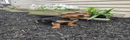 Yorkshire Terrier dogs for sale: Tiny teacup June - Ad 6