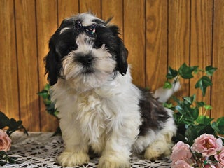 Teddy Bear dogs - Ad 1