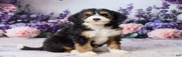 Bernedoodle dogs for sale: Lucy - Ad 4
