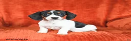 Miniature Dachshund dogs for sale: Ashley - Ad 2
