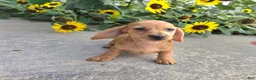 Miniature Dachshund dogs for sale: Holly - Ad 4