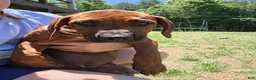 Rhodesian Ridgeback dogs for sale: Rhodesian Ridgeback Puppy 4 - Ad 3