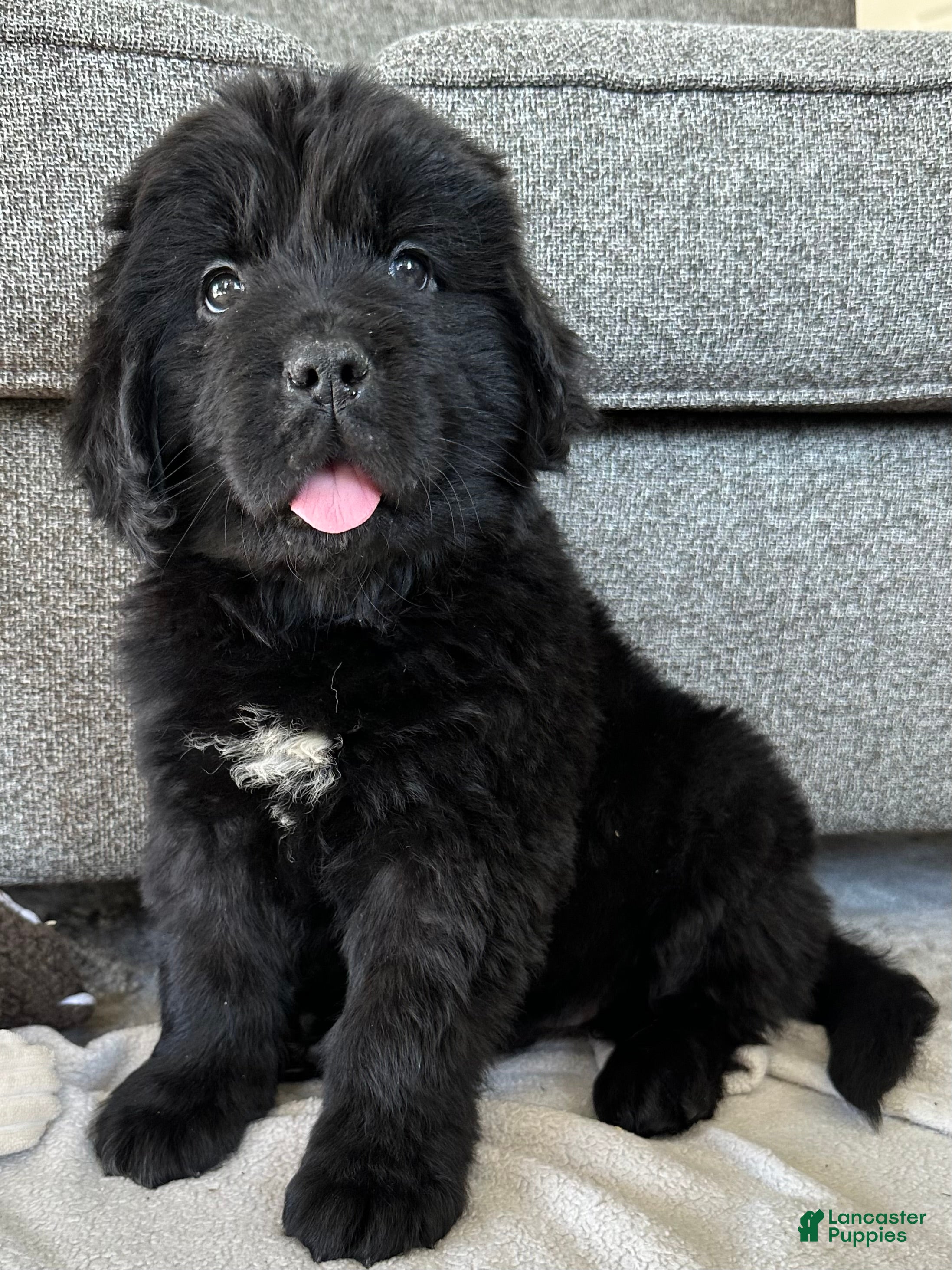 Newfoundland dogs AKC,OFA,CH, “ Lillie”  - Ad 2