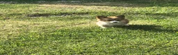 Welsh Corgi Pembroke dogs for sale: Welsh Corgi Pembroke Puppy 2 - Ad 2
