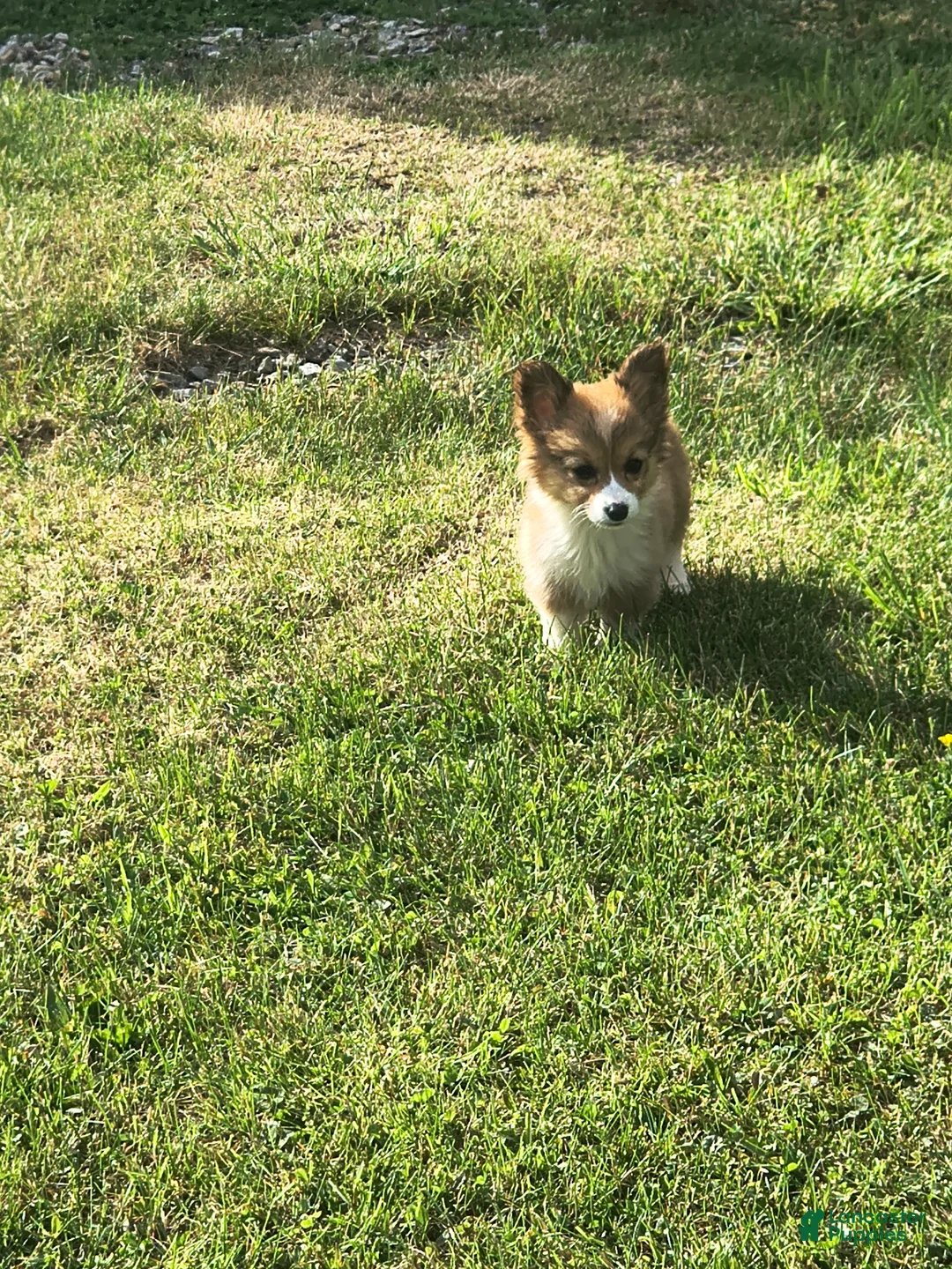 Welsh Corgi Pembroke dogs for sale: Welsh Corgi Pembroke Puppy 2 - Ad 2