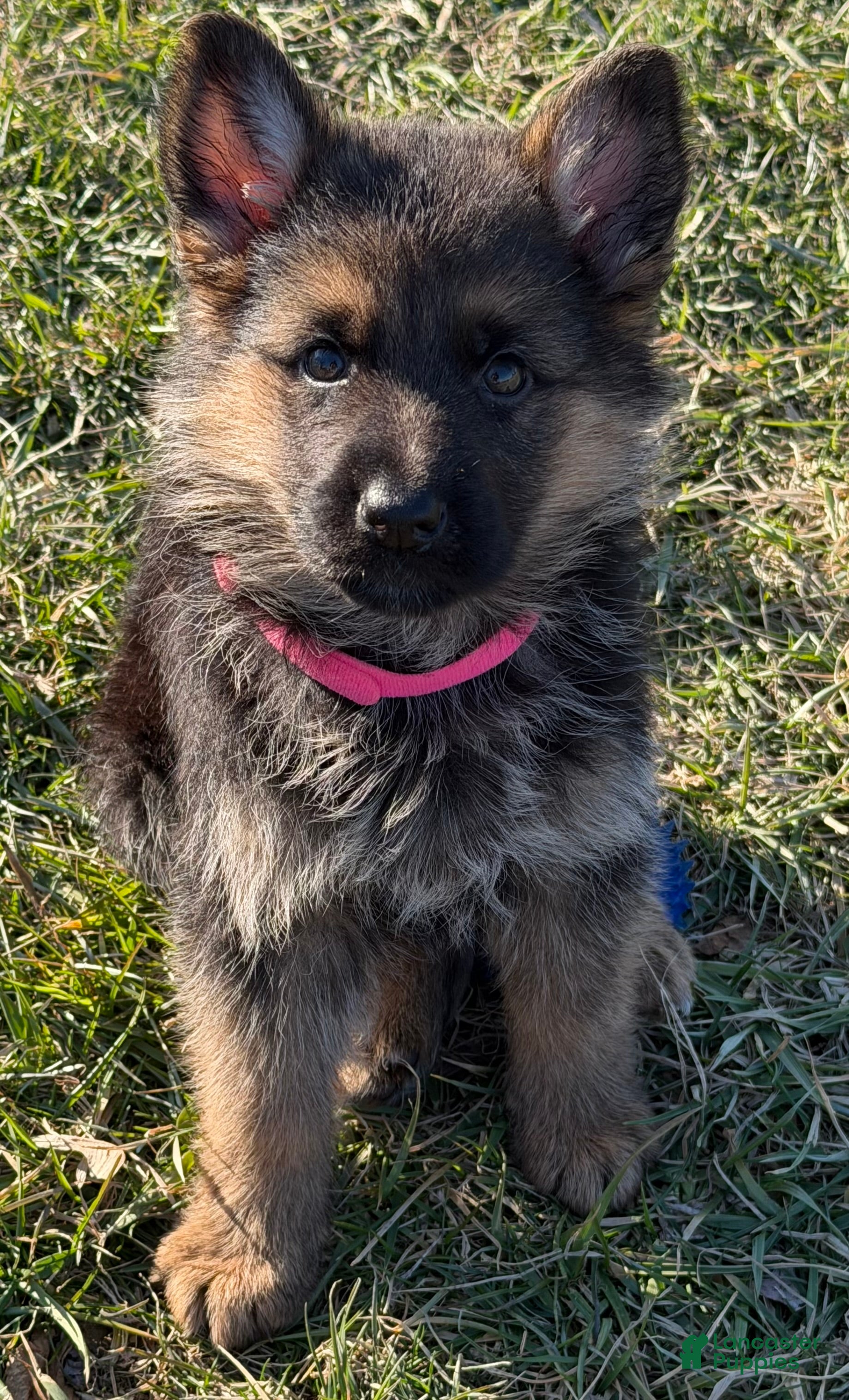 German Shepherd dogs Xena - Ad 2