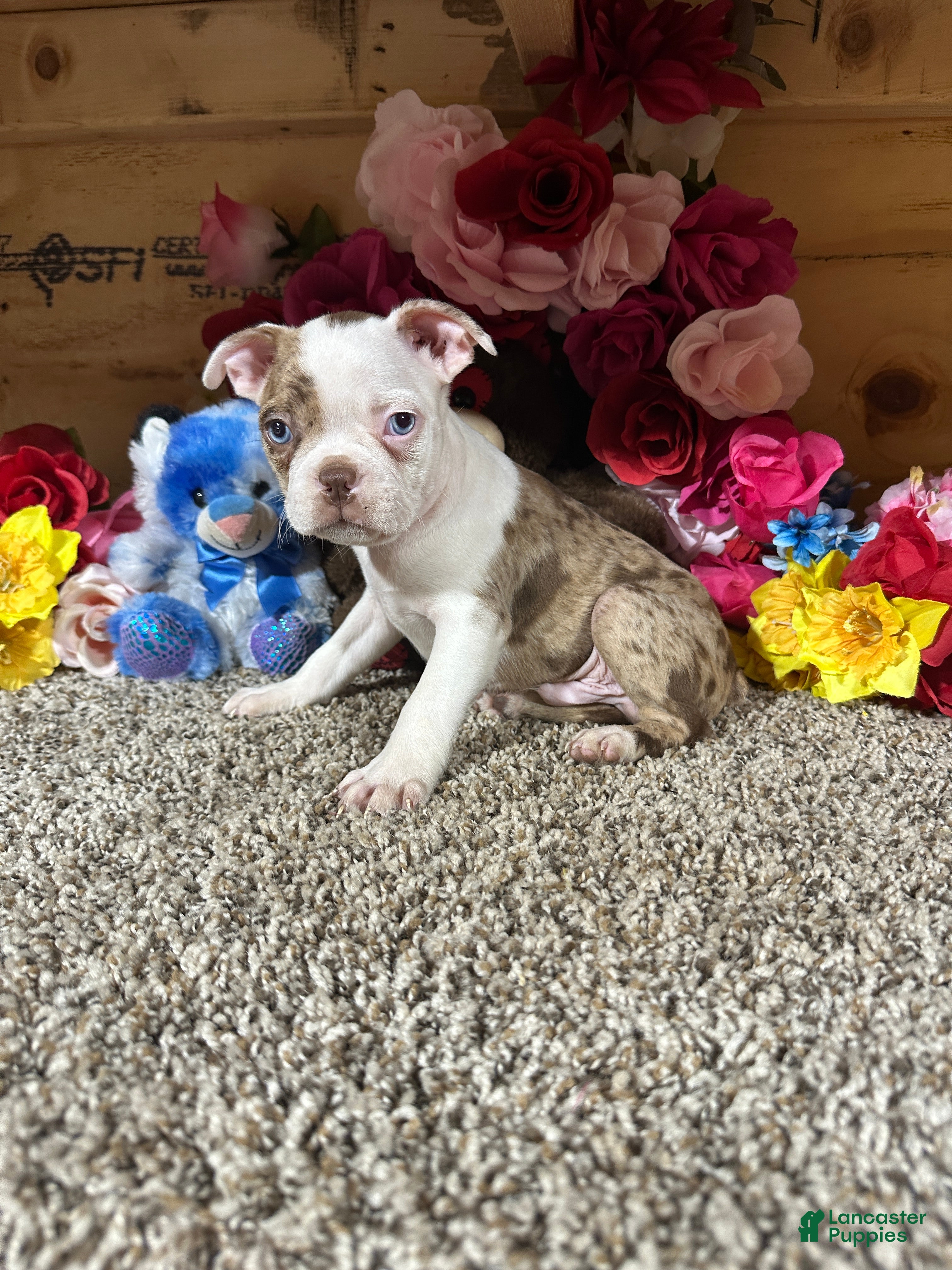 Boston Terrier (Boston Terrier, Male) in Cub Run, KY