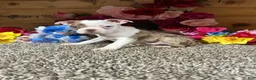 Boston Terrier dogs for sale: Boston Terrier 1 - Ad 1