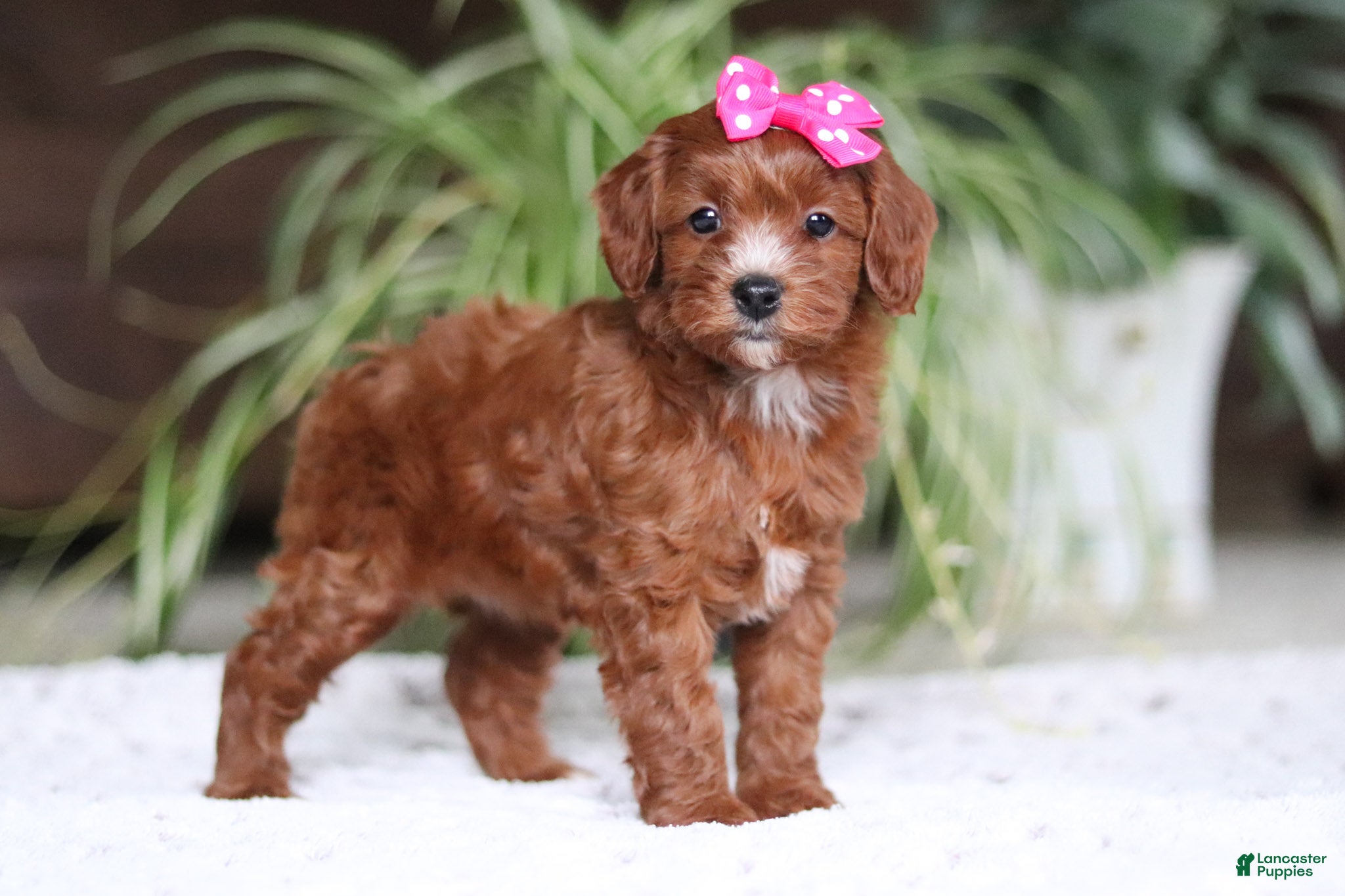 Cavapoo dogs Chloe - Ad 1
