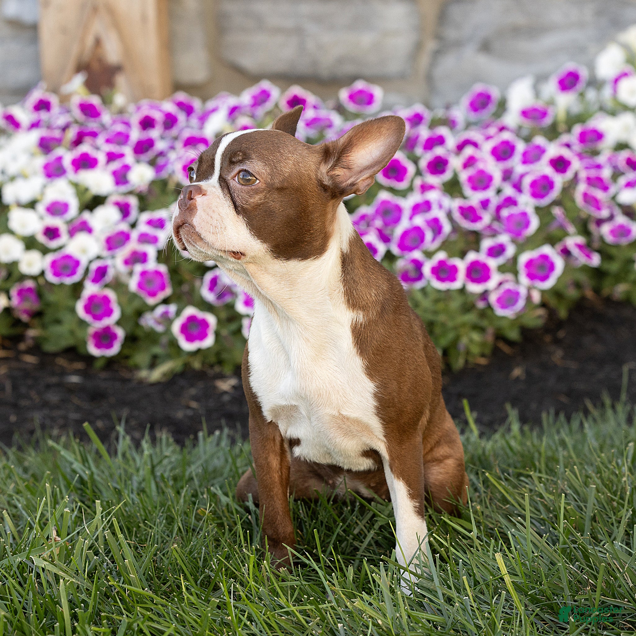 Boston Terrier dogs Cocoa Boston Terrier  - Ad 2