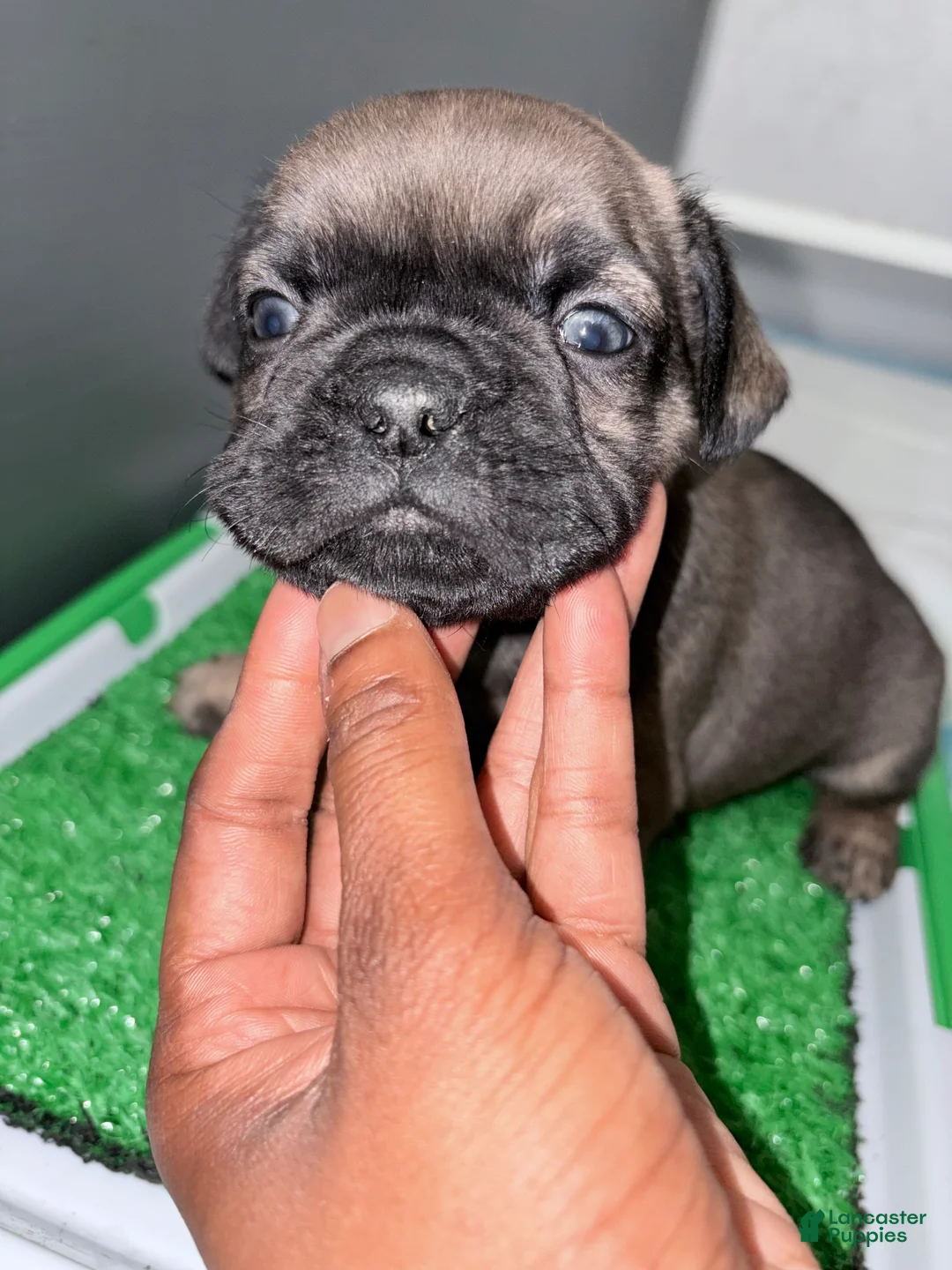 French Bulldog dogs for sale: French Bulldog  - Ad 2