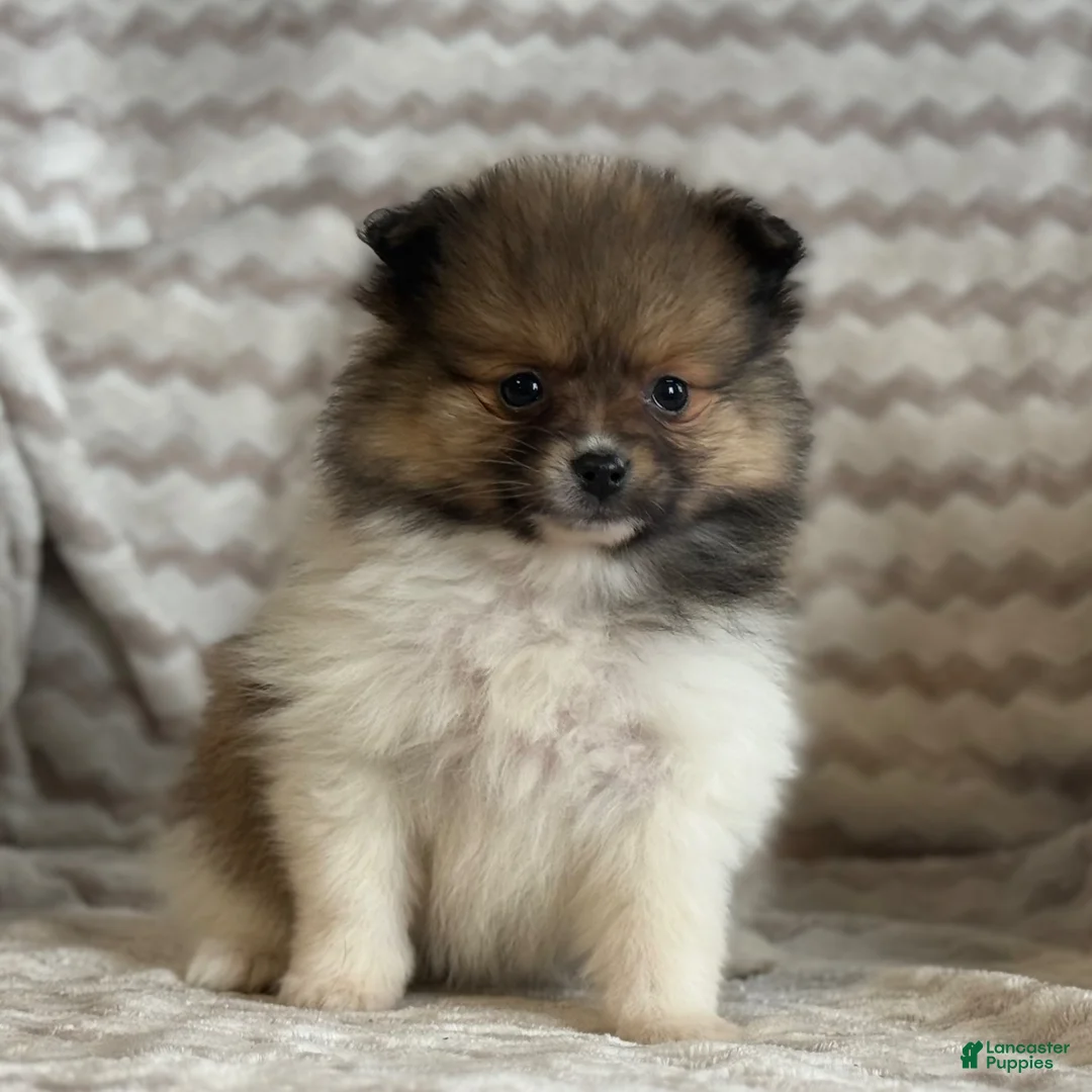 Pomeranian dogs for sale: Roxy - Ad 15