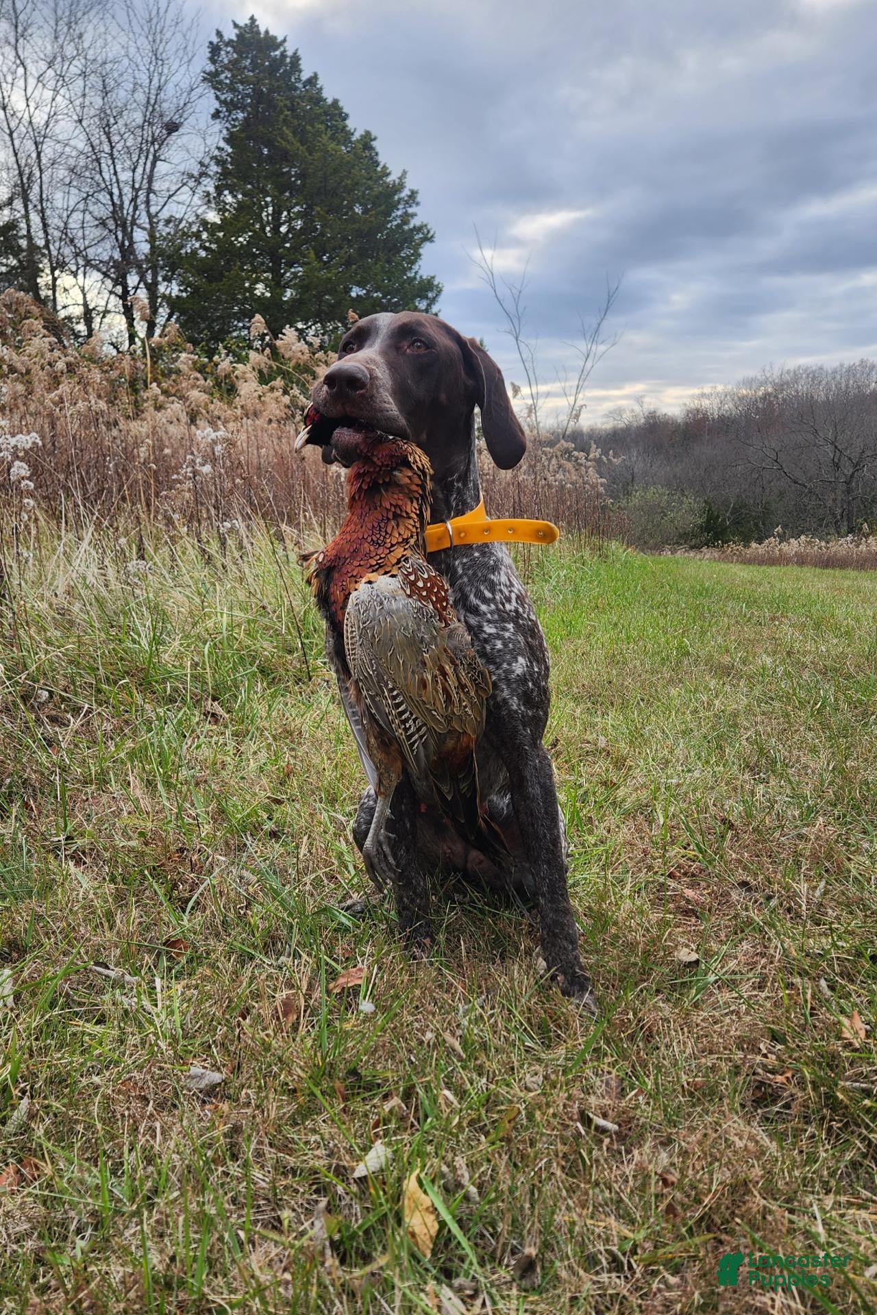 German Shorthaired Pointer dogs Green - Ad 2