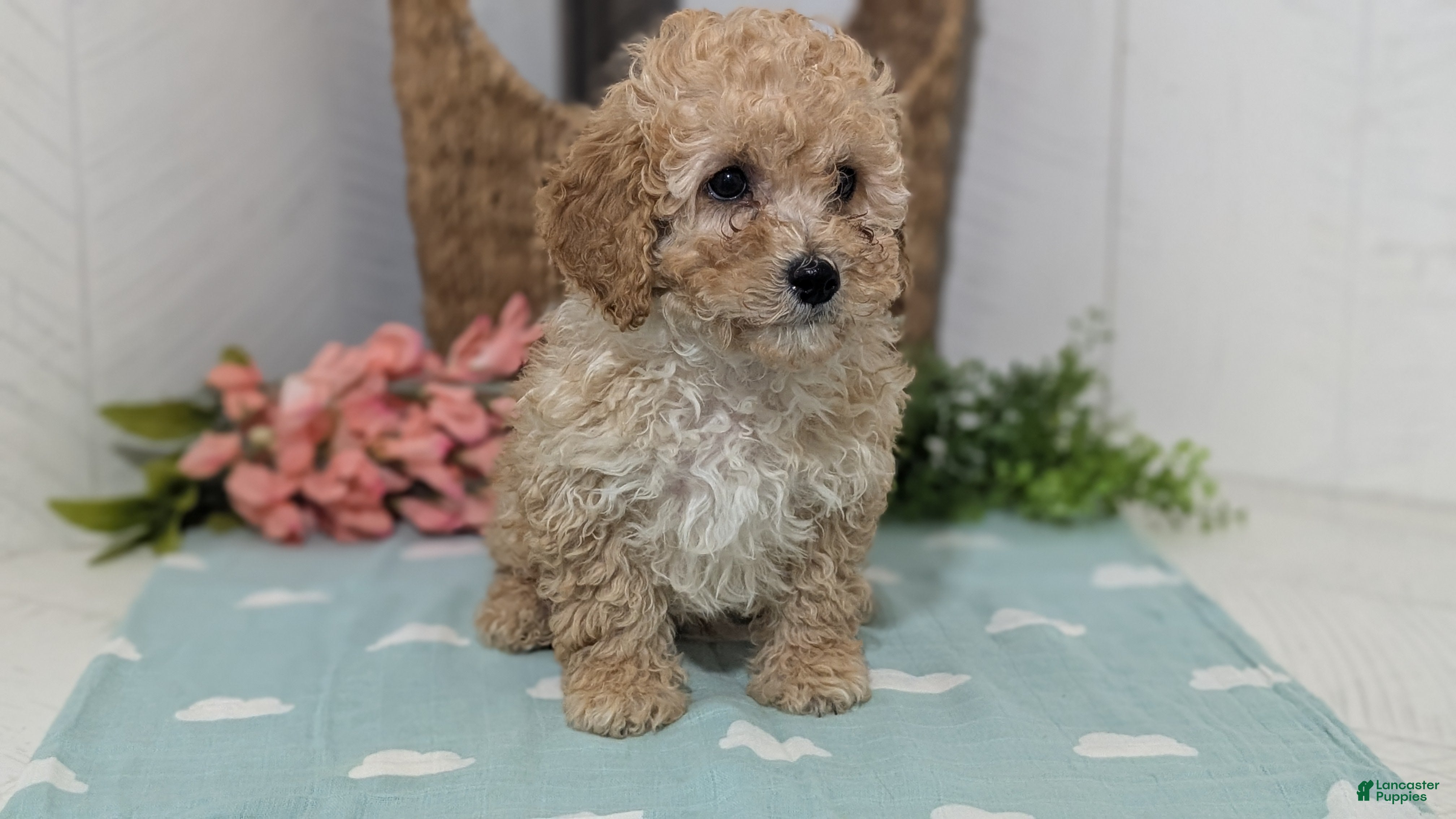 Miniature Poodle dogs Zeus - Ad 2