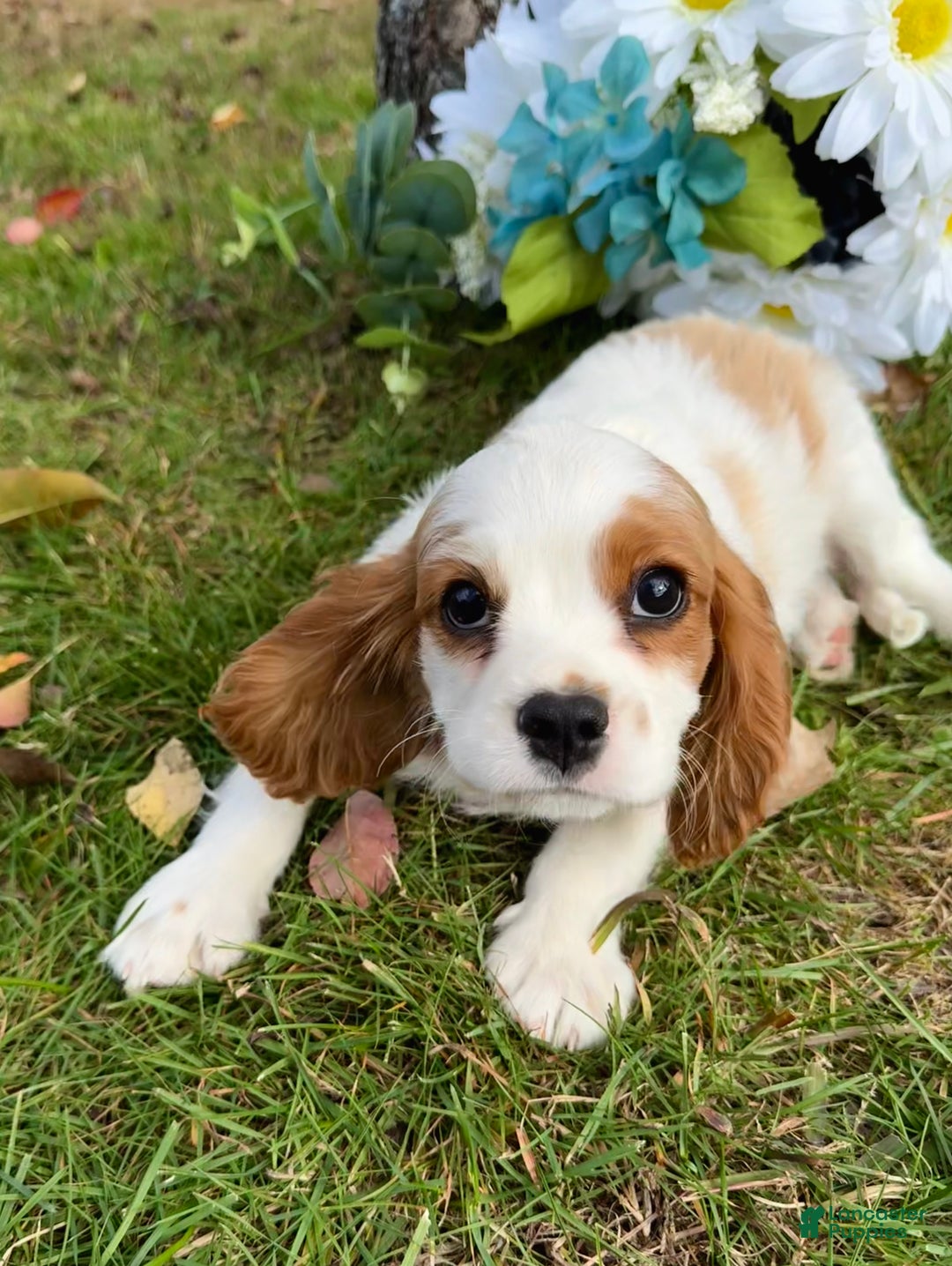 Cavalier King Charles Spaniel dogs for sale: Cavalier King Charles Spaniel Puppy 2 (Rocky) - Ad 13