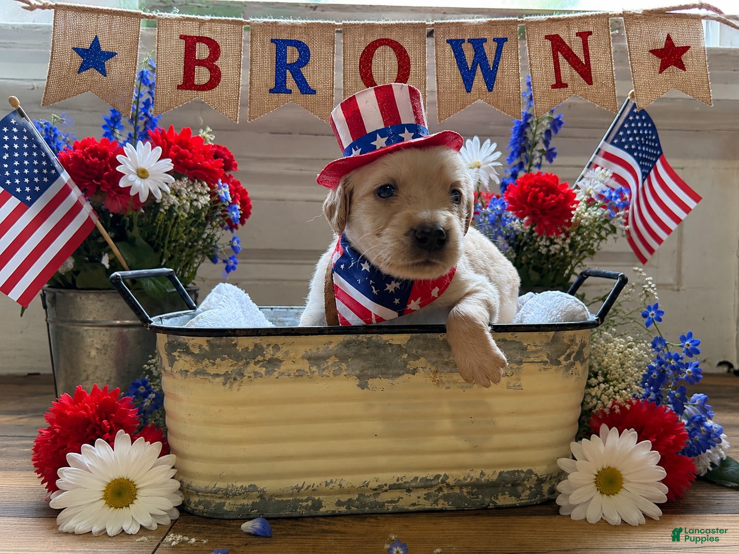 Golden Retriever dogs for sale: Brown  - Ad 2