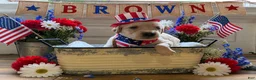 Golden Retriever dogs for sale: Brown  - Ad 1