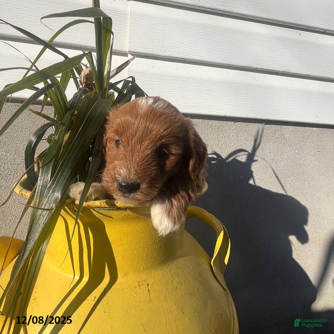 Mini Goldendoodle dogs for sale: Joy - Ad 2