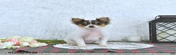 Pomeranian dogs for sale: Lilly - Ad 1