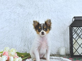 Pomeranian dogs Lilly - Ad 28