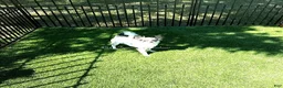 Chihuahua dogs for sale: Rainbow Dash - Ad 3