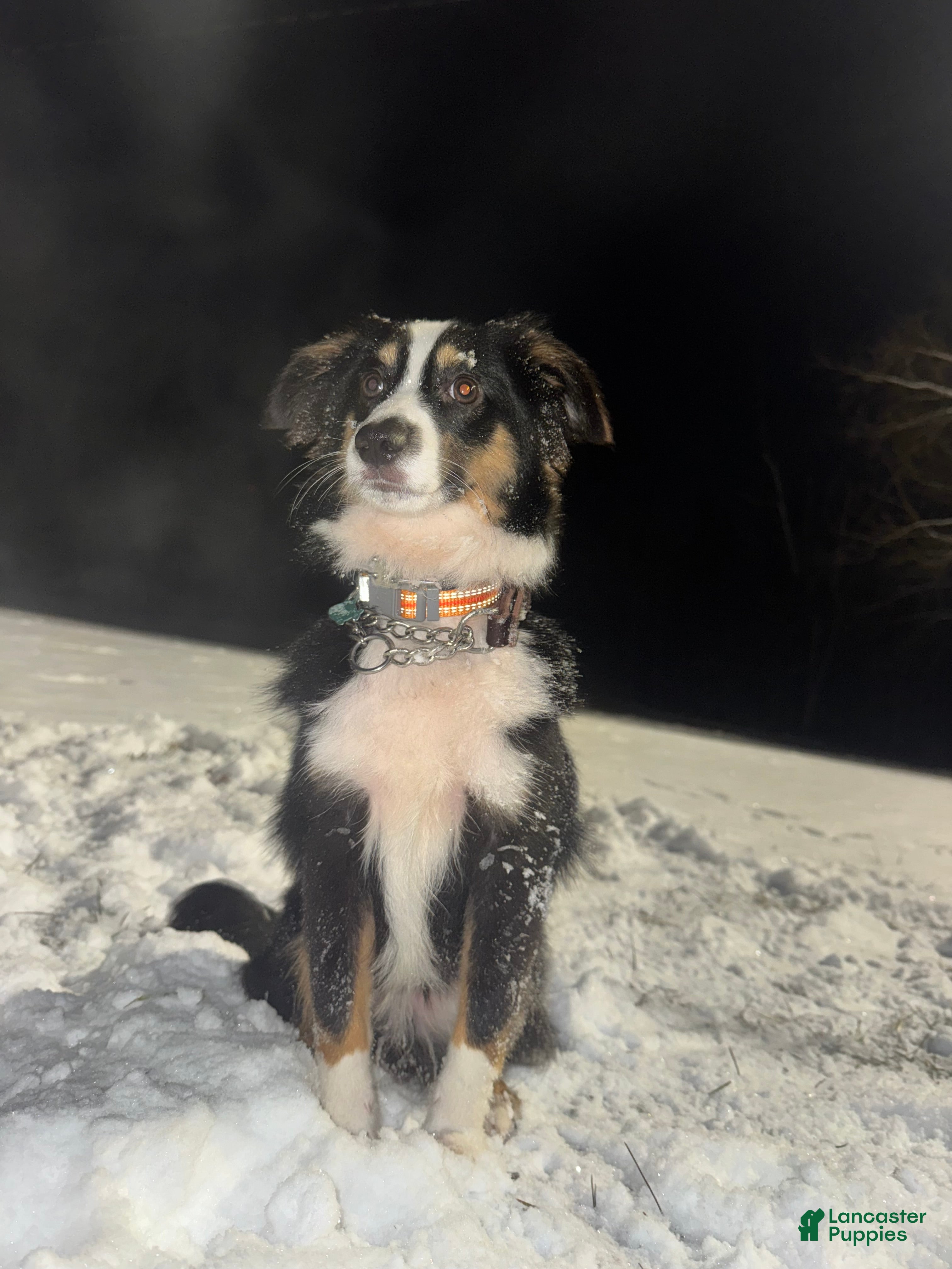 Mixed Breed dogs Mini Australian Shepherd  - Ad 30