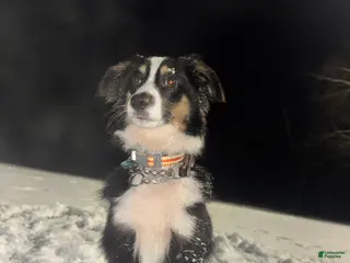 Mixed Breed dogs Mini Australian Shepherd - Ad 26