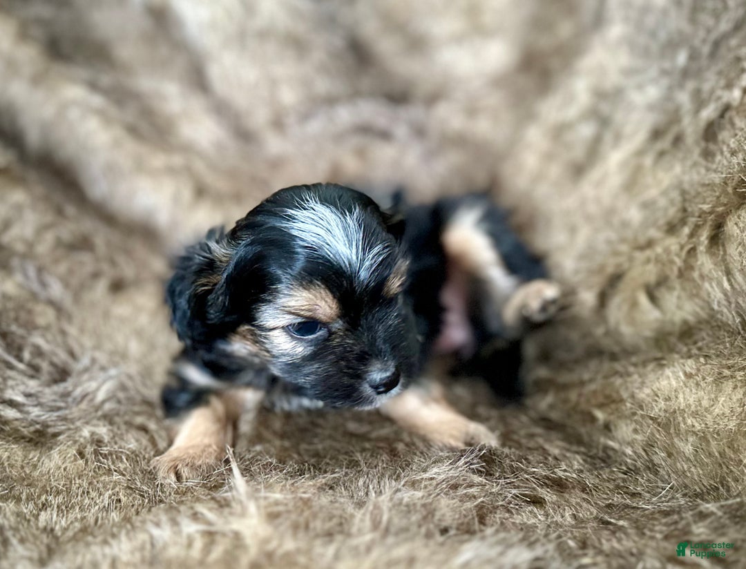 Shorkie dogs for sale: Isabel - Ad 10