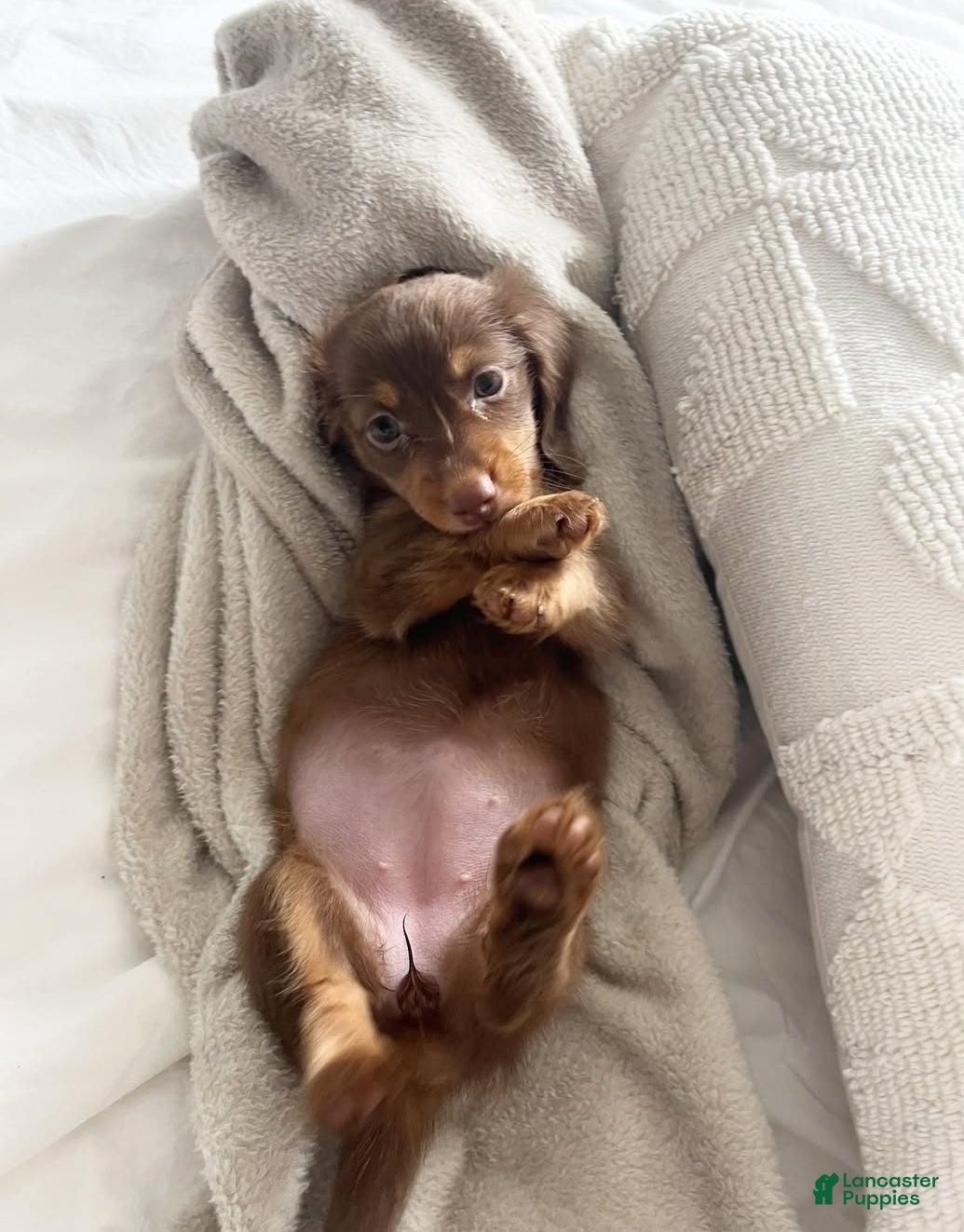 Miniature Dachshund dogs Miniature Dachshund Puppy 1 - Ad 18